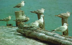 Vintage Postcard 1959 Seagulls at Rest in Pier Cape Cod Massachusetts Mayflower