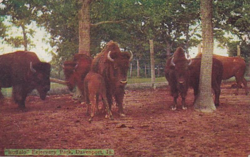 Iowa Davenport Buffalo In Fejervary Park 1909