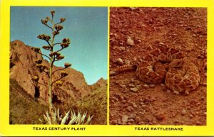 Snakes Texas Rattlesnake and Texas Century Plant Big Bend National Park