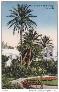 Date Palms at St. Georges, Bermuda, PU-00-10s