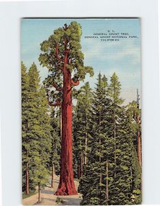 Postcard General Grant Tree National Park California USA