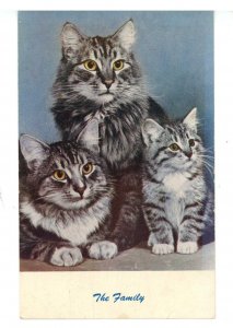 Cats - Family Portrait
