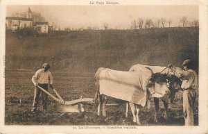 In the Basque Country - Team of Basque oxen cart agriculture harvest the plowmen