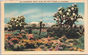 USA Blossoming Joshua Palms And Wild Flowers In California Linen Postcard 09.46