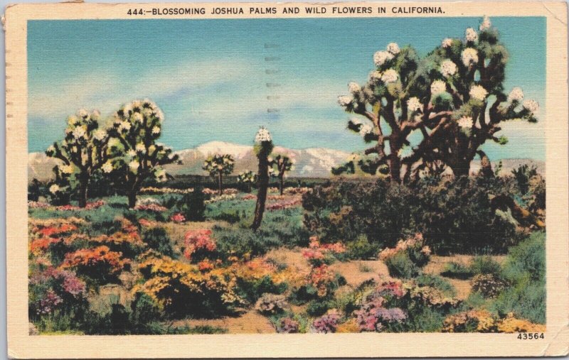 USA Blossoming Joshua Palms And Wild Flowers In California Linen Postcard 09.46