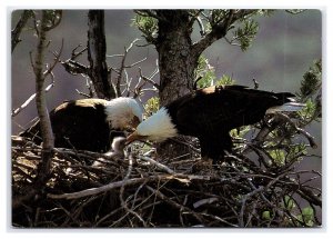 Bald Eagles Postcard Continental View Card 