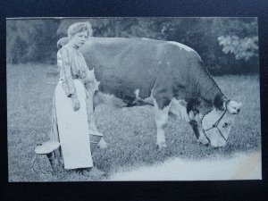 Country Life THE MILK MAID & THE BULL c1903 Postcard by H.M.& Co.