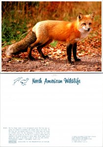 Red Fox(12719