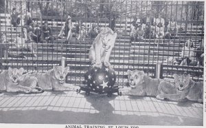 Missouri St Louis Zoo Animal Training Lions