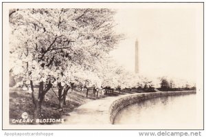 Cherry Blossoms Washington DC Real Photo