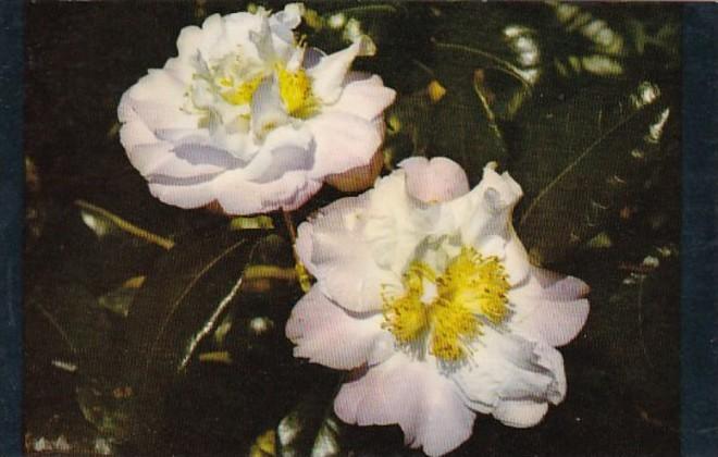 Alabama Mobile Beautiful Bessie Morse Camellia Bellingrath Gardens