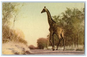 c1950's Kameelperd Giraffe Kruger National Park South Africa Posted Postcard