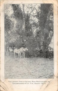 F93/ Worthington Indiana Postcard 1908 Largest Tree Sycamore