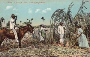 CUBA CORTE DE CANA CUTTING SUGAR CANE FARMING POSTCARD (c. 1910)