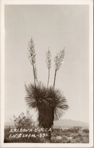 Arizona Yucca in Bloom AZ Southwest Asparagaceae Unused Real Photo Postcard H24