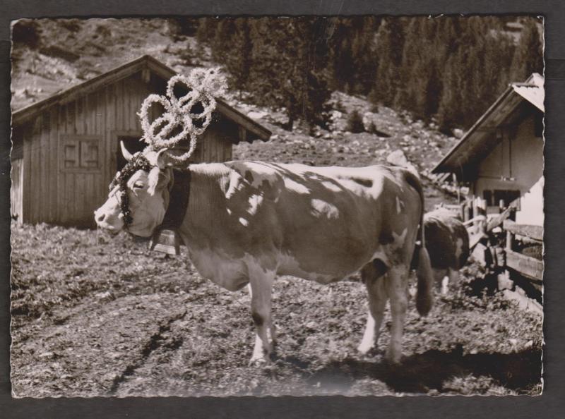 Decorated Alpine Cow, Switzerland - Real Photo - Unused