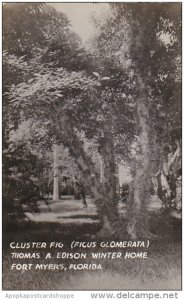 Cluster Fig Tree Thomas Edison Winter Home Fort Myers Florida Real Photo