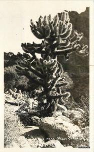 1920s Palm Springs California Cholla Cactus Willard RPPC real photo 3597