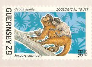 Animal. Two-toed Sloth  Guernesey Post Office Stamp-Card, issued Nov 1989