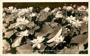 Frashers RPPC Postcard; Lotus Flowers in Balboa Park San Diego CA Unposted