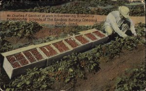 Osage Iowa IA Everbearing Strawberry Gardner Nursery Co c1910 Postcard