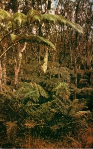 Hawaii Kilauea Fern Forests