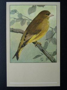 Bird Theme GREENFINCH c1950s Postcard by P. Sluis Series 9 No.97