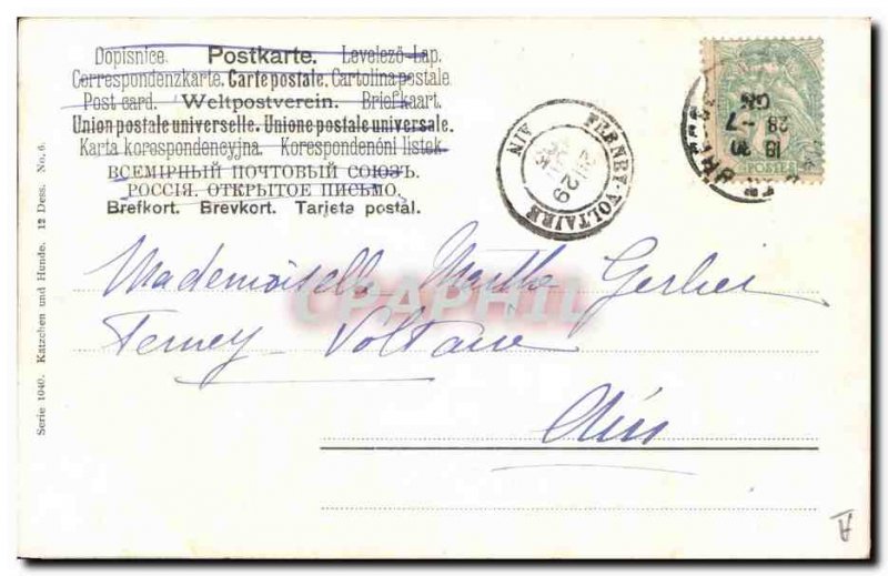 Old Postcard Cat Cats Kitten