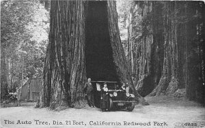 Postcard 1928 California Redwood Park Santa Cruz Auto drive thru tree  CA24-855