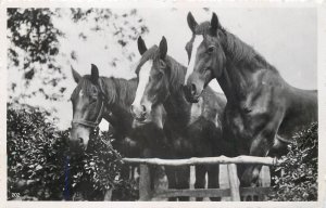 Horses real photo postcard 1948