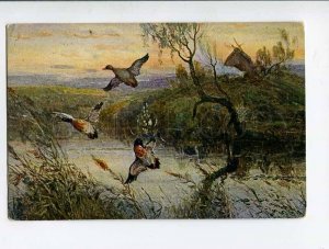 287518 RUSSIA GORBATOV duck hunting Vintage postcard