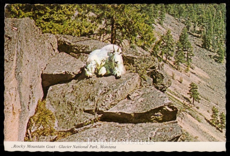 Rocky Mountain Goat - Glacier National Park