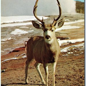 c1960s Wyoming Mule Deer Old Faithful Yellowstone Chrome Photo Postcard A68