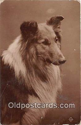 Collie Dog 1915 