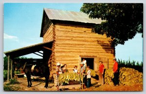 Farming~Harvesting Tobacco Scene W/ Curing Barn~Vintage Postcard