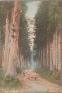 Postcard View of Nikko Japan Waking in Forrest