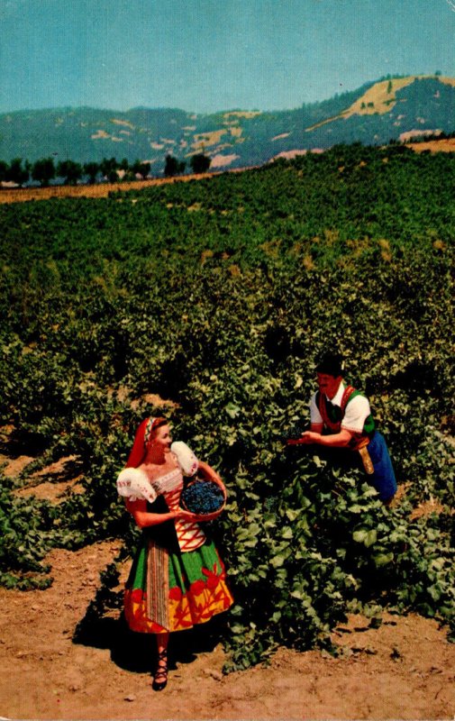 California Sonoma County Italian Swiss Colony Vineyard Scene At Asti 1958