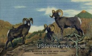 Rocky Mountain Big Horn Sheep Exhibit - Tarryall Mts., Colorado CO