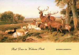 Postcard Red Deer In Woburn Park By Sir Edwin Landseer Beric Tempest Colourcard