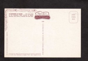 Hi Silversword Plant in Bloom Maui Haleakala Hawaii Postcard