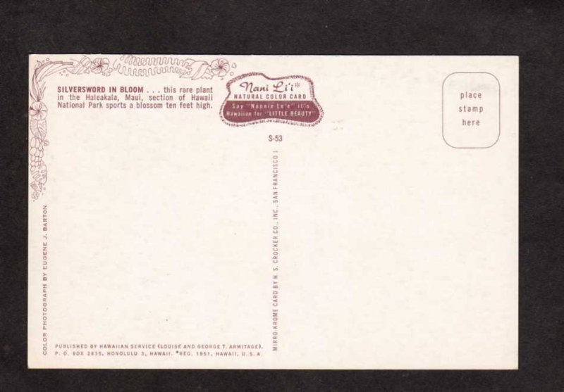 Hi Silversword Plant in Bloom Maui Haleakala Hawaii Postcard