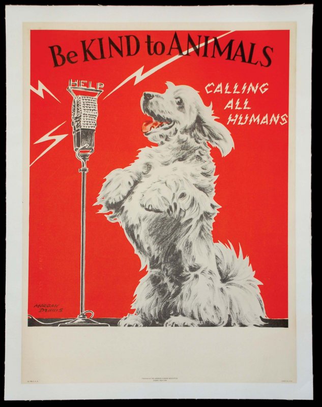 Be Kind to Animals- Calling All Humans