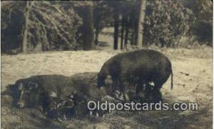 Pig 1911 very light wear close to grade 2, postal used missing stamp on back ...