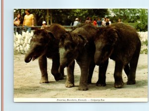 Postcard - 3 Baby Ceylonese Elephants - Calgary Zoo - Calgary, Alberta, Canada 