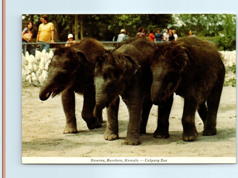 Postcard - 3 Baby Ceylonese Elephants - Calgary Zoo - Calgary, Alberta, Canada