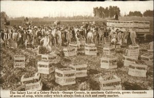 Panama-Pacific Internat'l Expo California Celery Farming Agriculture 1912 PC