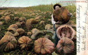 California - A Pumpkin Field - c1905 -   Vintage Postcard