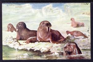 In the Arctic Regions,Walruses,Tuck's