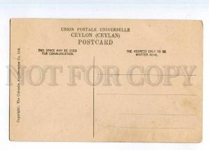 247091 CEYLON Singalese Fruit Girl Vintage postcard