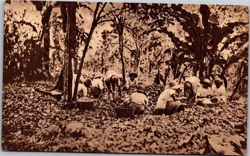 Extracting Cacao Beans, Trinidad Vintage Postcard H24